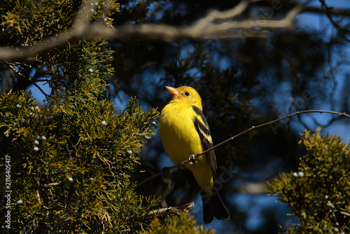 Fotografie Colorful, vibrant, Yellow and black rare Western Tanager in New Jersey Perched o