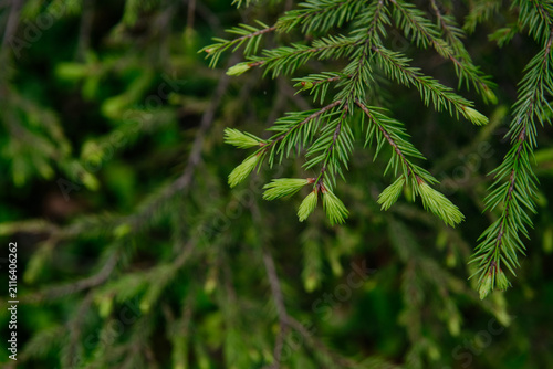 Soft fir branches close up