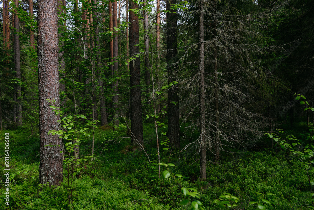 Fototapeta premium A spring forest. Warm sunlight, deep shadows, and bright patches of sun.
