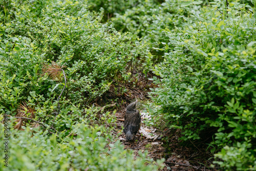 Canvastavla The image captures a fledgling fieldfare (Turdus pilaris) in its natural woodland habitat