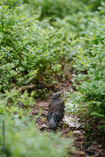 Konstfotografi The image captures a fledgling fieldfare (Turdus pilaris) in its natural woodland habitat