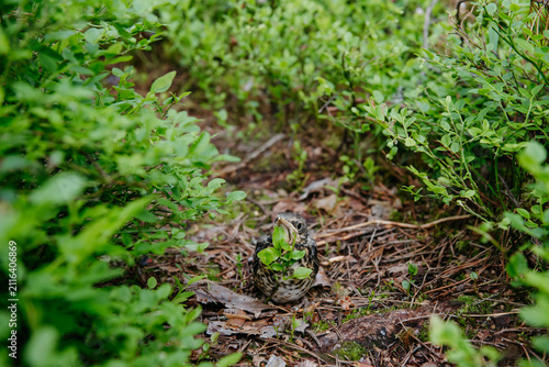 Foto The image captures a fledgling fieldfare (Turdus pilaris) in its natural woodland habitat