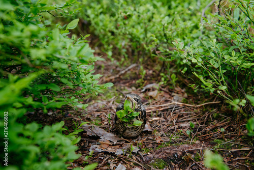 Foto The image captures a fledgling fieldfare (Turdus pilaris) in its natural woodland habitat