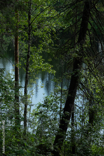 The surface of the forest lake surrounded by shrubs and trees with green leaves.