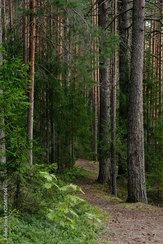 Landscapes of a coniferous forest