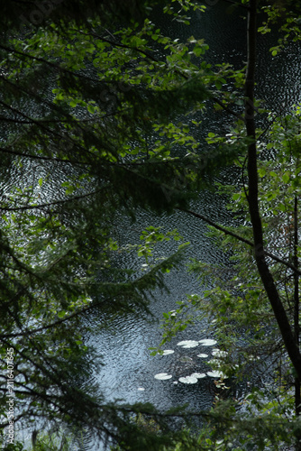 The surface of the forest lake surrounded by shrubs and trees with green leaves.