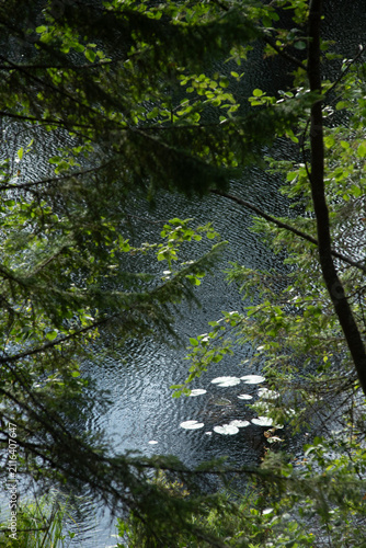The surface of the forest lake surrounded by shrubs and trees with green leaves.