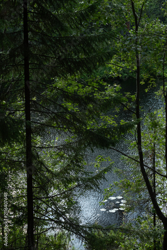 The surface of the forest lake surrounded by shrubs and trees with green leaves.