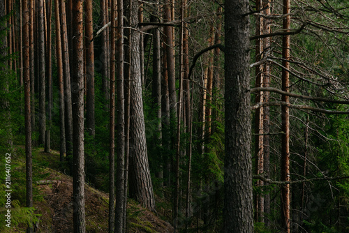 A forest lake overgrown with pine trees in the light of sunset