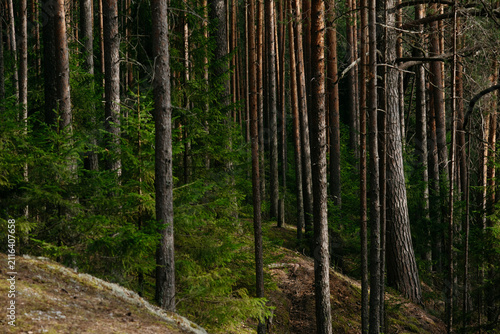 A forest lake overgrown with pine trees in the light of sunset