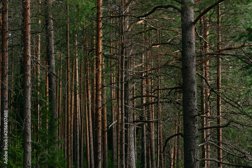 Landscape. Mysterious northern forest after sunset
