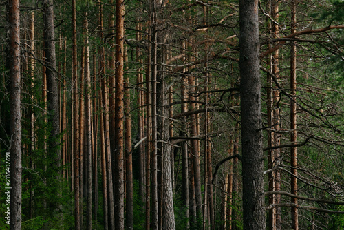 Landscape. Mysterious northern forest after sunset