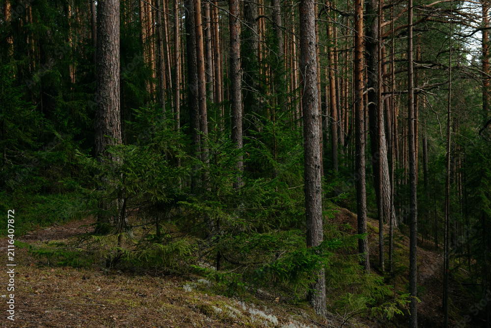 Obraz premium A forest lake overgrown with pine trees in the light of sunset