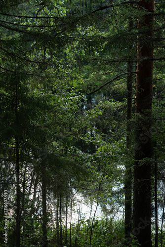 The surface of the forest lake surrounded by shrubs and trees with green leaves.