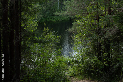 The surface of the forest lake surrounded by shrubs and trees with green leaves.
