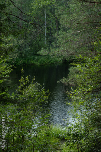 The surface of the forest lake surrounded by shrubs and trees with green leaves.