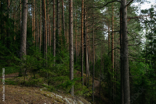 A forest lake overgrown with pine trees in the light of sunset