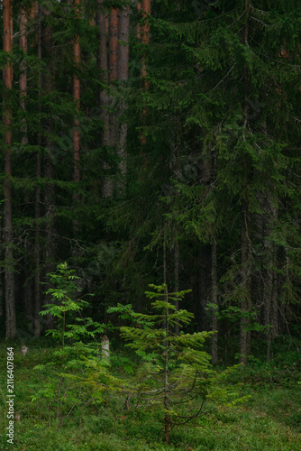 Landscapes of a coniferous forest