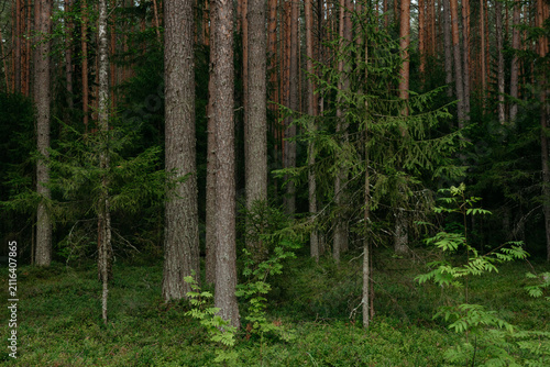 Landscapes of a coniferous forest