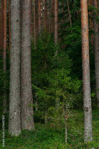 Landscapes of a coniferous forest