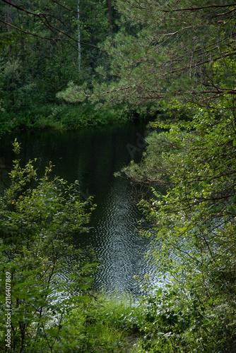 The surface of the forest lake surrounded by shrubs and trees with green leaves.