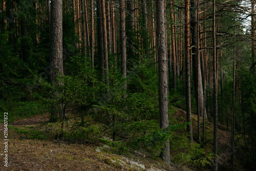 A forest lake overgrown with pine trees in the light of sunset