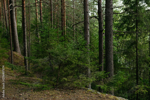 A forest lake overgrown with pine trees in the light of sunset