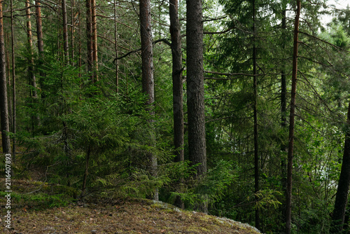 A forest lake overgrown with pine trees in the light of sunset