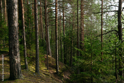 A forest lake overgrown with pine trees in the light of sunset