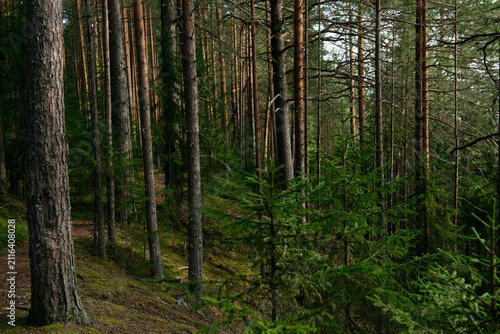 A forest lake overgrown with pine trees in the light of sunset