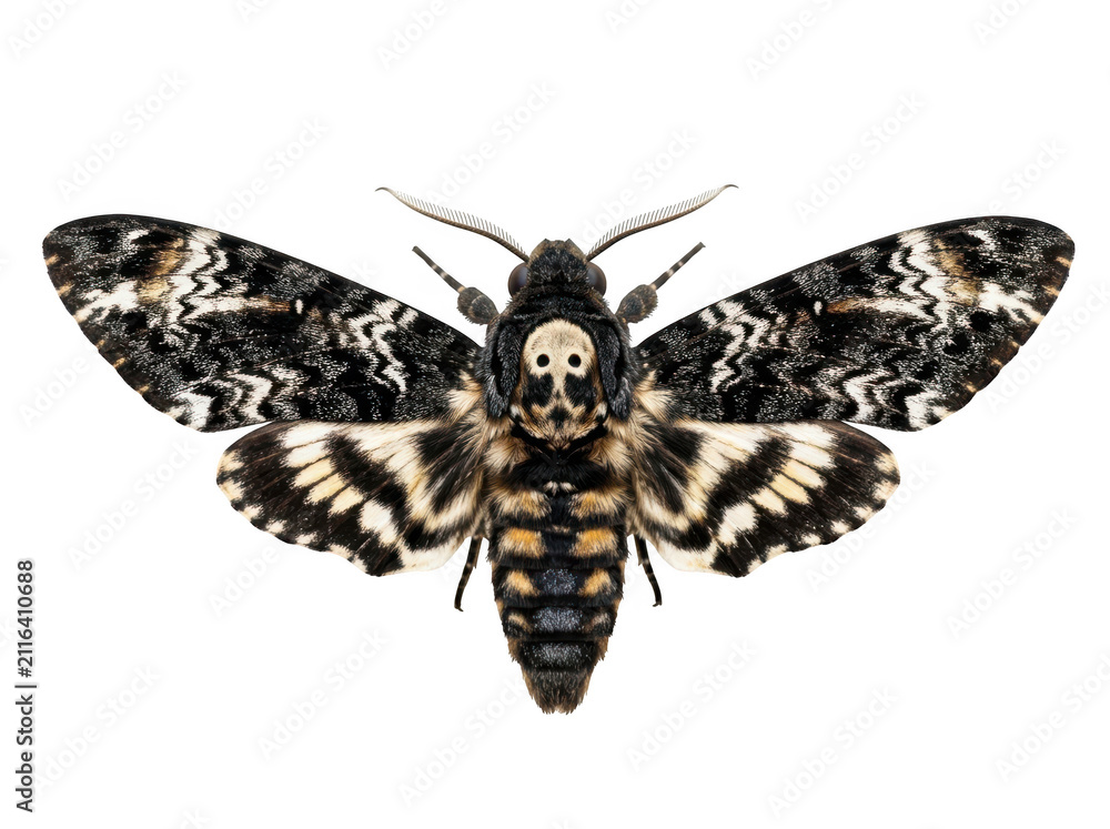 Obraz premium Deathshead hawkmoth isolated on transparent background