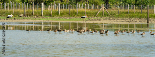 Photography Des oiseaux et leurs petits sur un lac au Sri Lanka