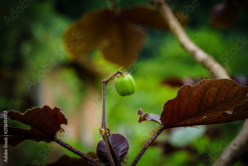 autumn leaves in the forest