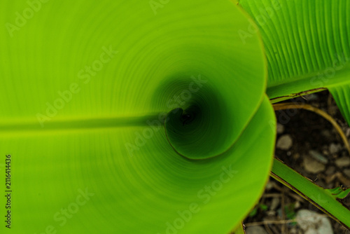 Leaf roll