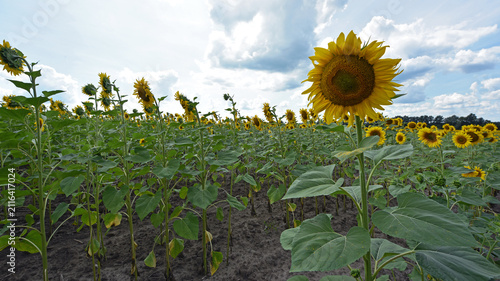 Cuadro en lienzo sunflower