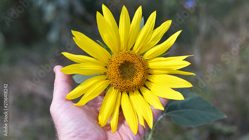 Cuadro en lienzo sunflower