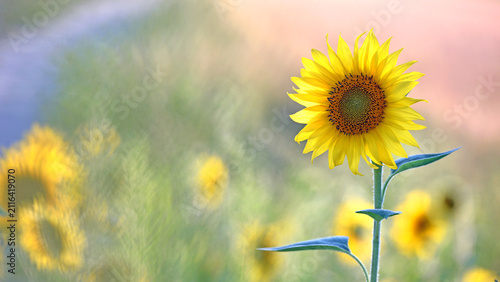 Foto young yellow sunflower, good harvest, bright sunny flower