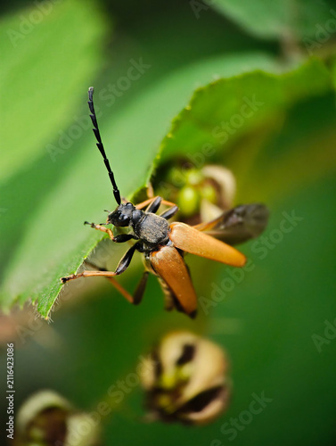 Close-up of a Leptura quadrifasciata Beetle on a Green Leaf