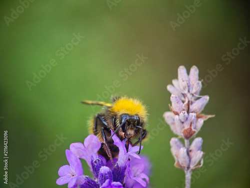 Close-up of a Bumblebee Pollinating Purple Lavender Flowers