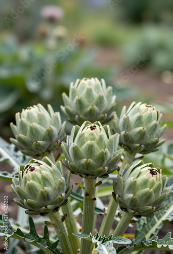 Fresh green artichoke plant...