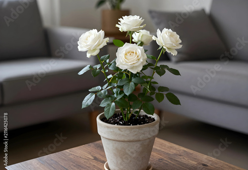 Potted white rose plant wit...