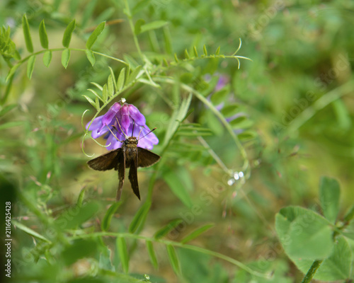 Bild auf Leinwand Skipper Butterfly Hanging Upside down On Purple Flower
