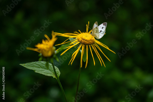 Close-up of a white butterfly resting on a bright yellow wild flower against a dark green foliage background, representing nature, wildlife, and pollination.