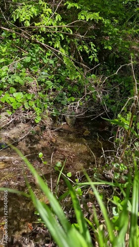 Low angle view of a clear forest stream flowing through tall grass and dense green vegetation in bright summer sunlight with natural woodland scenery. High quality 4k footage