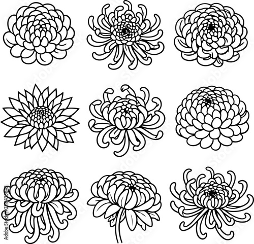 Nine hand drawn chrysanthemum flower outlines with varied petals and blooming forms