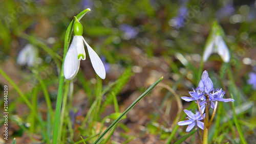 Foto Galanthus nivalis and Scilla bifolia in the forest undergrowth in Transylvania, in late winter