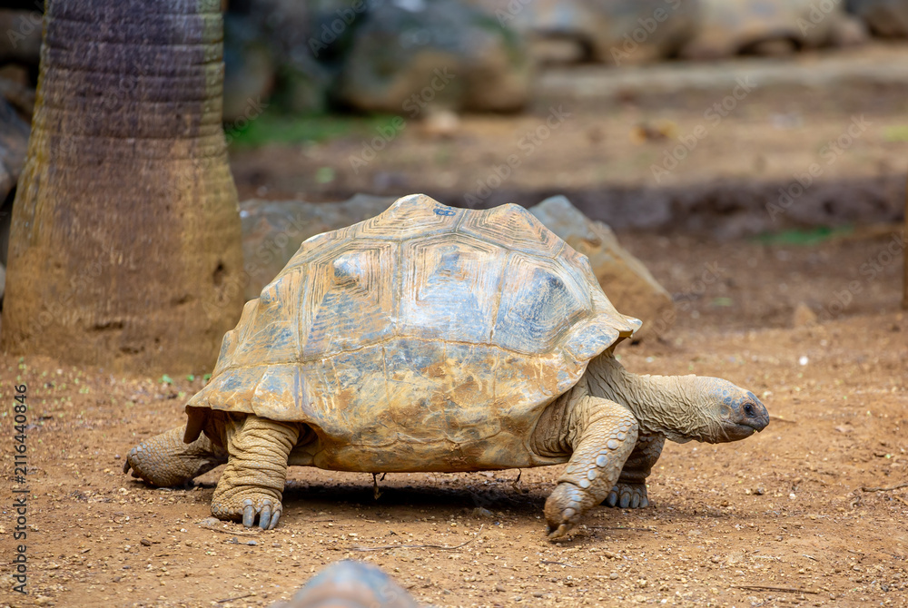 Obraz premium Galapagos tortoises close-up in their natural habitat. Giant tortoises in Mauritius, a rare endemic species. Elephant tortoise.