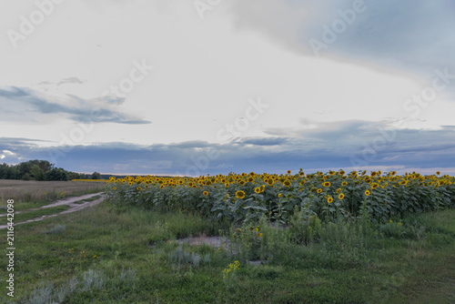 Beautiful blooming sunflowers field under a dramatic cloudy sky at sunset. Rural landscape with yellow flowers in summer nature.