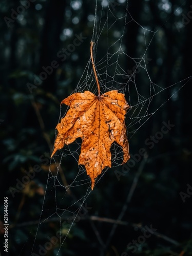 Obraz na płótnie Orange leaf in spider web
