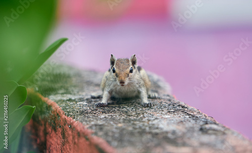 Foto A cute looking Indian palm squirrel (Funambulus palmarum) stays cautious as it monitors the environment
